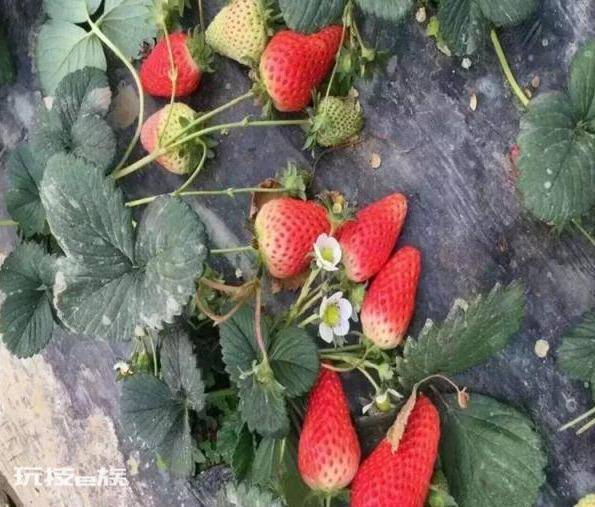 草莓哪个品种好吃又甜(口感好香甜味浓的草莓品种)-图片7